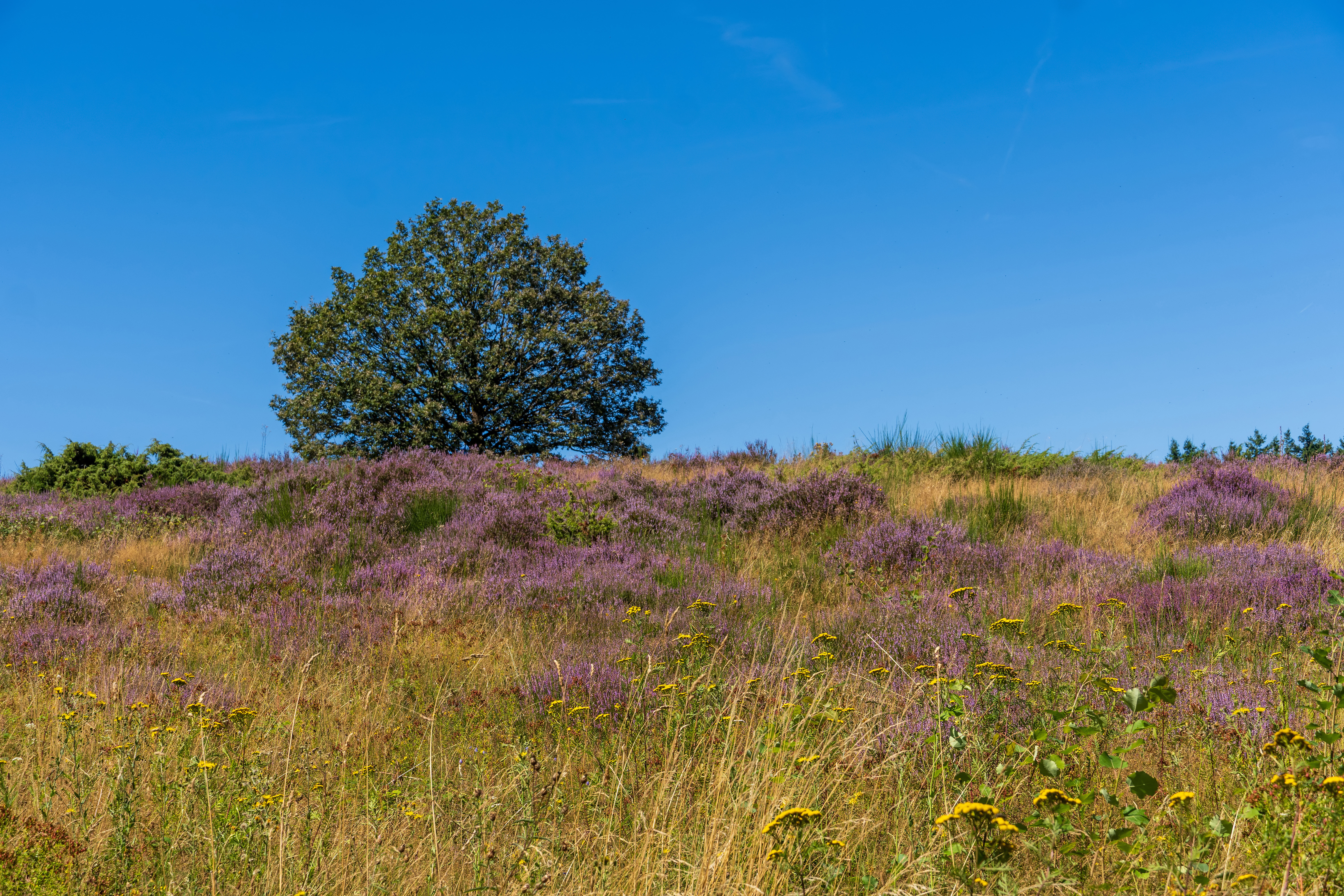 Hauptbild